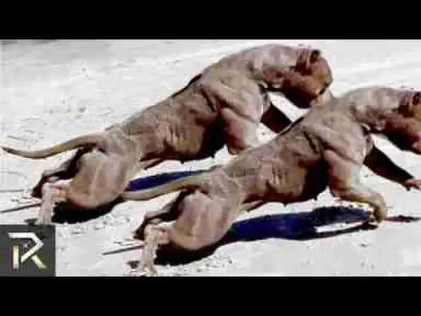 Video: The FASTEST DOGS You Could Never Outrun